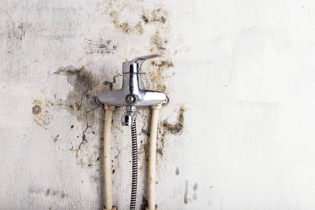 Best Emergency Mold Remediation in Spotswood, NJ