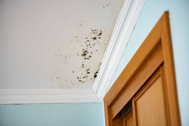 Best White Mold Remediation in Spotswood, NJ