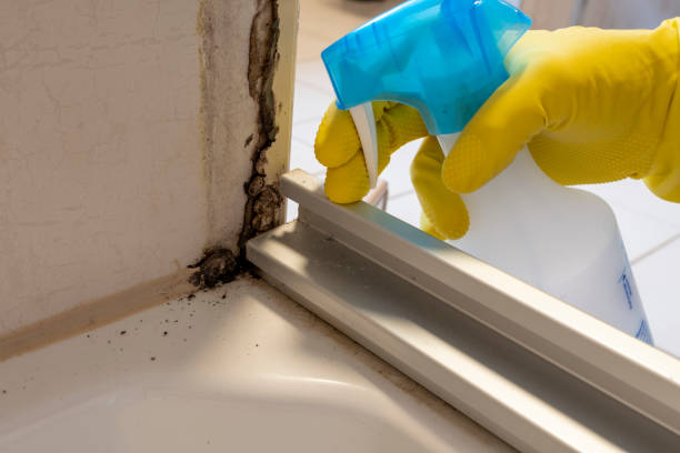 Best Kitchen Mold Remediation in Spotswood, NJ