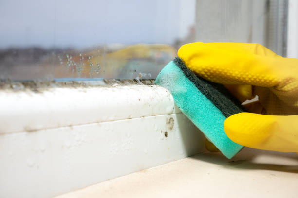 Best Mold Testing and Inspection Services in Spotswood, NJ