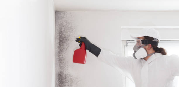 Best White Mold Remediation in Spotswood, NJ