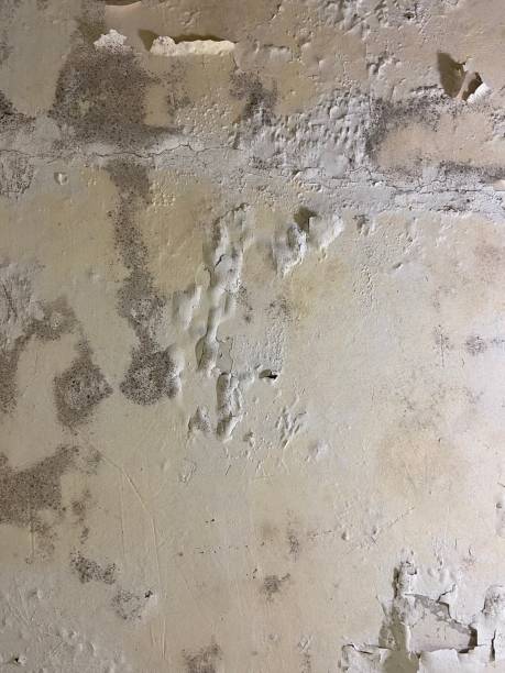 Best Black Mold Remediation in Spotswood, NJ