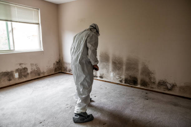 Best Mold Testing and Inspection Services in Spotswood, NJ