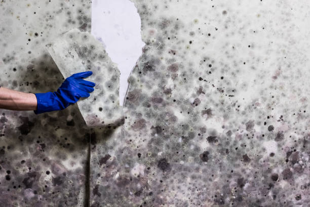 Best HVAC Mold Remediation in Spotswood, NJ
